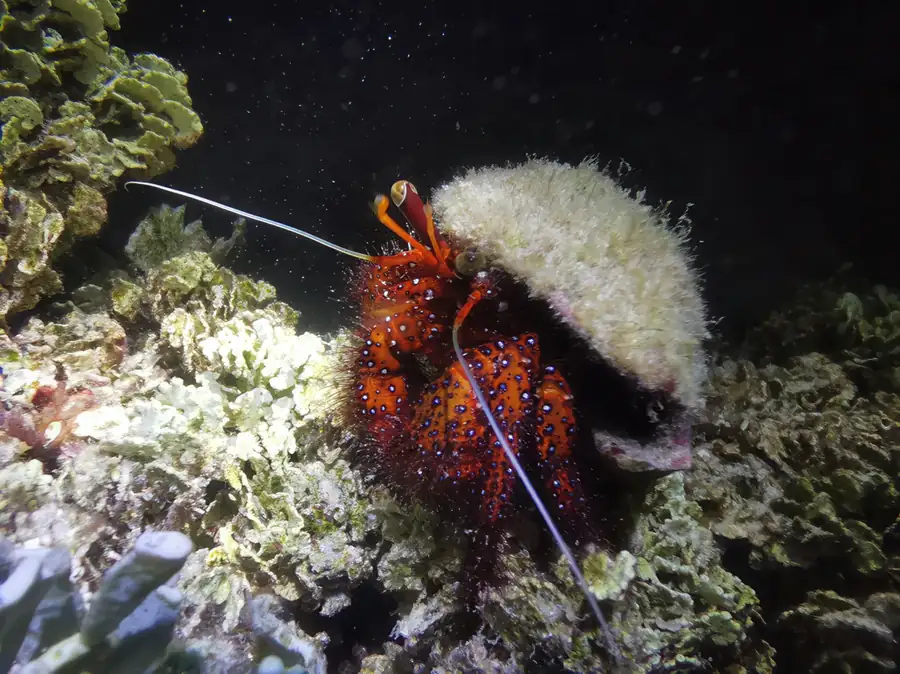 Tropical marine life and vibrant coral reefs in the waters around Sipadan Island, Sabah