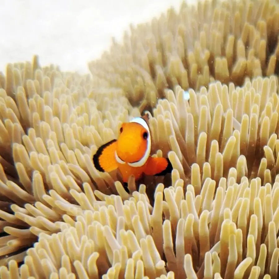 Vibrant underwater marine life and coral reefs near Sea Star Resort, Semporna